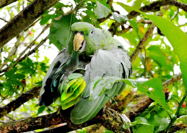 Perroquet Vert Camouflé Avec Des Plantes — Photo