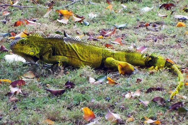 Tropická Iguana Parku Guayaquil Ekvádoru — Stock fotografie