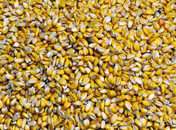Фон Крупним Планом Зерна Кукурудзи — стокове фото
