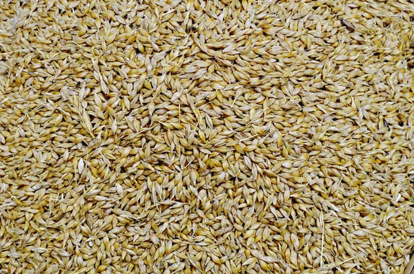 Закрыть Вид Пшеничную Текстуру — стоковое фото