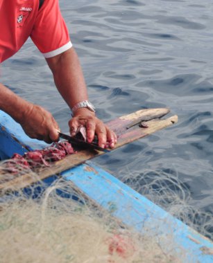 Palamut fiş ile yem hazırlama balıkçı
