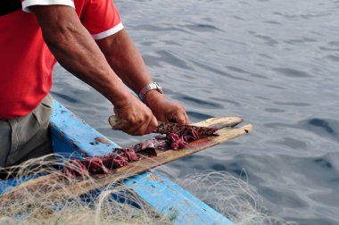 Balıkçı taze kesme bir bıçakla yem 
