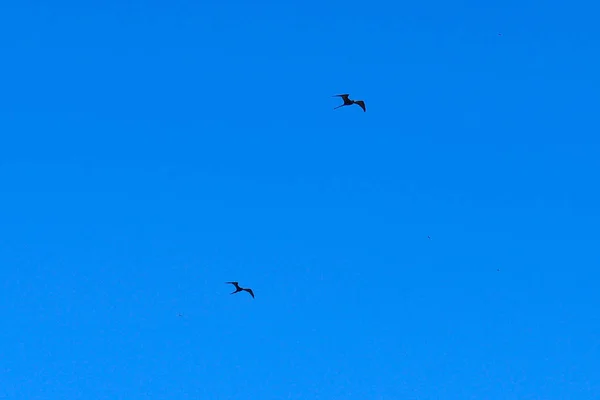 Veduta Due Frigatebird Volo Nelle Isole Galapagos Ecuado — Foto Stock
