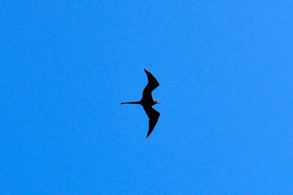 Veduta Frigatebird Volo Nelle Isole Galapagos Ecuado — Foto Stock