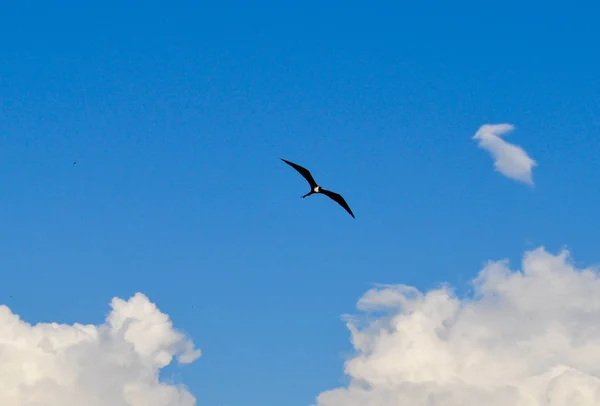 Uçuş Ecuado Yılında Galapagos Adaları Nda Bir Frigatebird Görünümünü — Stok fotoğraf