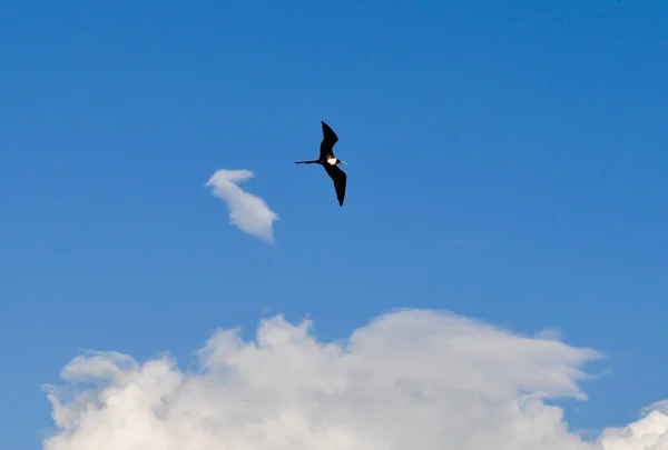 Vue Une Frégate Vol Dans Les Îles Galapagos Équateur — Photo