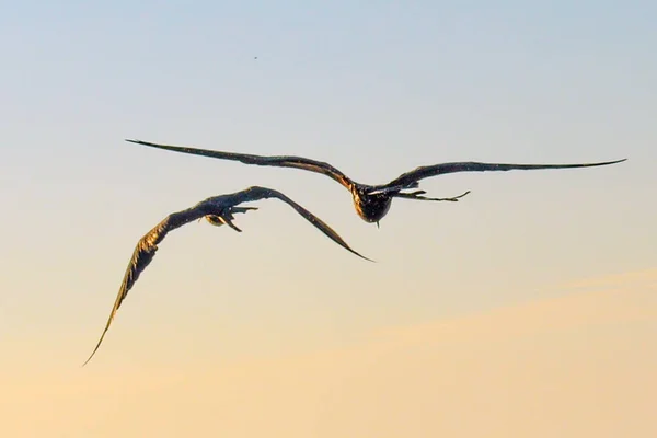 Vue Rapprochée Deux Frégates Vol Dans Les Îles Galapagos Équateur — Photo