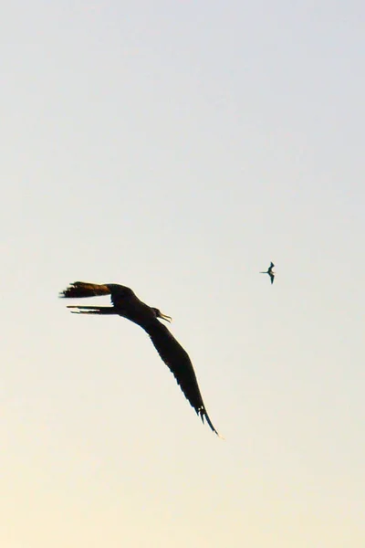 Vista Cerca Frigatebird Vuelo Las Islas Galápagos Ecuado — Foto de Stock