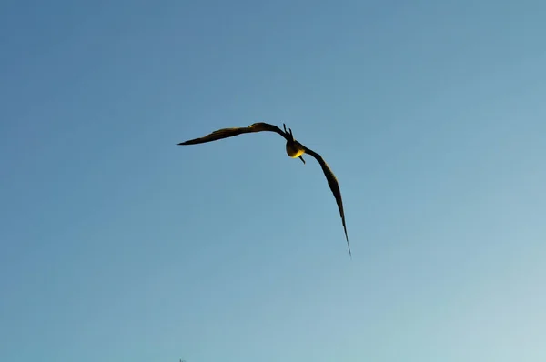 Uçuş Ecuado Yılında Galapagos Adaları Nda Bir Frigatebird Görünümünü Portre — Stok fotoğraf