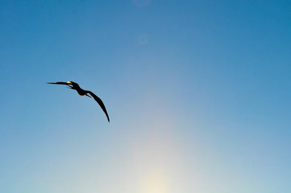 Uçuş Ecuado Yılında Galapagos Adaları Nda Bir Frigatebird Görünümünü Portre — Stok fotoğraf