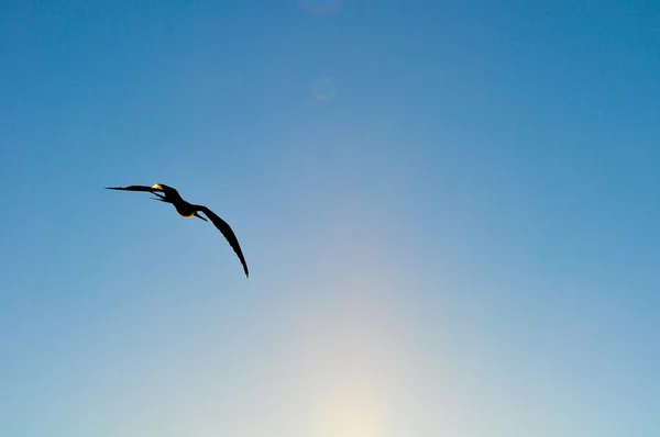 Vue Rapprochée Une Frégate Vol Dans Les Îles Galapagos Équateur — Photo