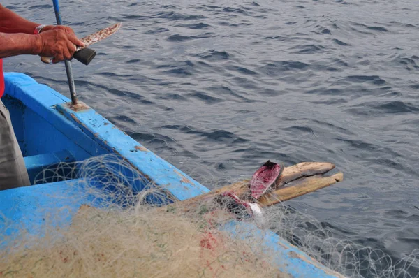 漁師のカツオ Fis と餌の準備 — ストック写真