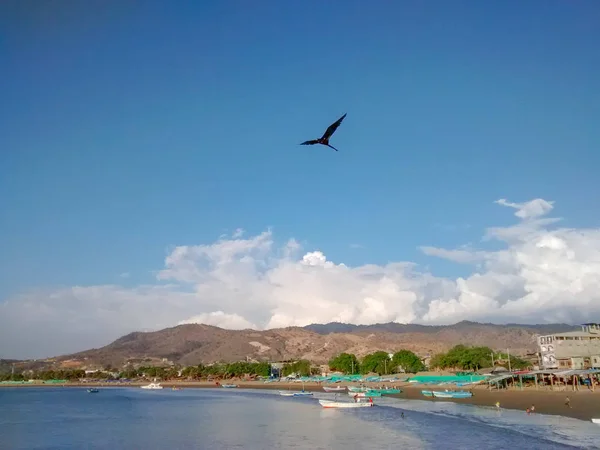 Ein Fregattvogel Fliegt Über Puerto Lopez Küste Ecuador — Stockfoto