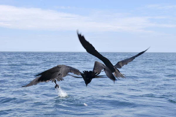 Closeup Véve Élelmet Ban Ecuador Galapagos Szigetek Három Frigatebirds — Stock Fotó