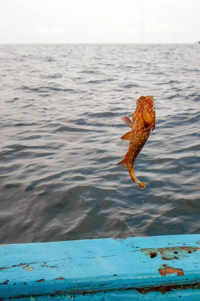 Mero Orfoz Balığı Ekvator Sahil Balık Tutma — Stok fotoğraf