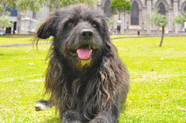 Preto Sujo Cão Quadrado — Fotografia de Stock