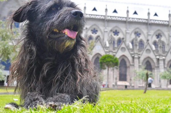 Black dirty dog in the square