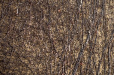 Kurutulmuş sarmaşık duvarına yakın çekim