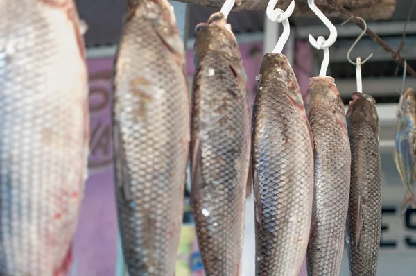 로사리오 산타페가 아르헨티나 Leporinus Obtusidens 어시장에가 물고기 — 스톡 사진