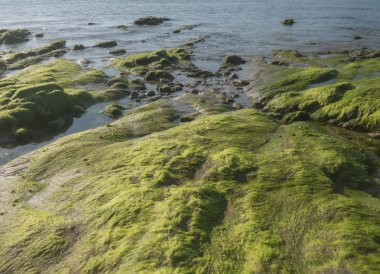 Yeşil yosun. Yaklaş. 
