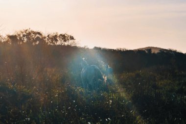 gün batımında otlatma at