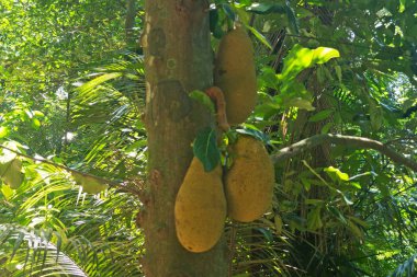 Ağaç tarlasında Jackfruit