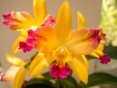 bir orkide çiçek görünümünü kapat