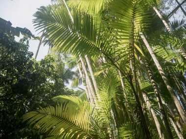 Rio de Janeiro, Brezilya için tropikal palmiye ağaçları