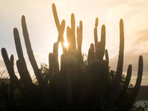 Kaktus Roślina Zachodzie Słońca — Zdjęcie stockowe
