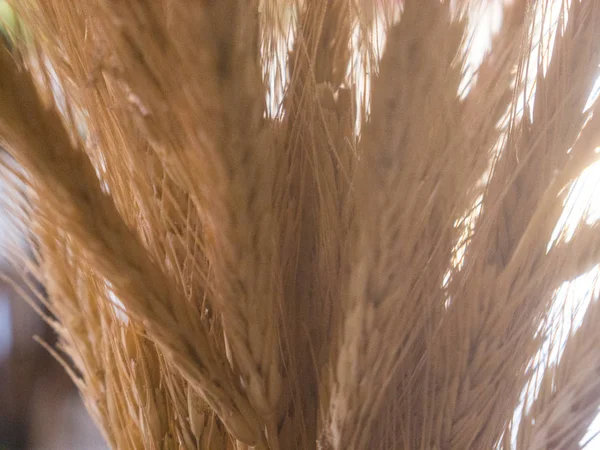 Пшеничный Шип Вблизи — стоковое фото