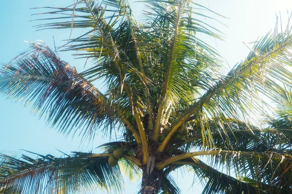 Tropische Palm Bomen Close — Stockfoto