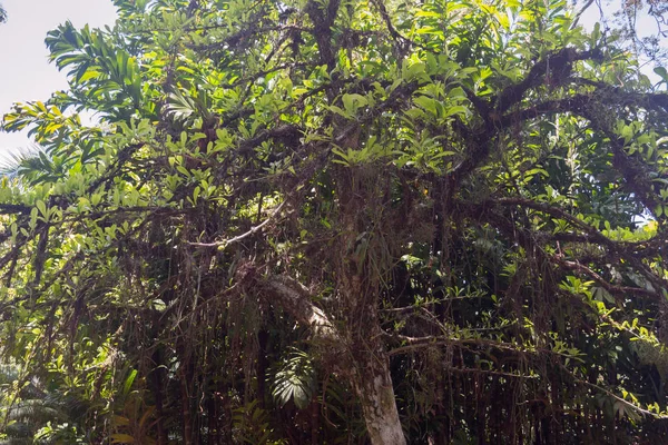 Pohon Calabash Crescentia Cujete — Stok Foto