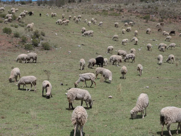 Koyun Sürüsü Kutsal Valley Cusco Peru Için Yeşil Bir Çayırda — Stok fotoğraf