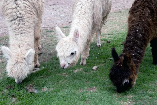 Lamas Anden Bergen Peru — Stockfoto