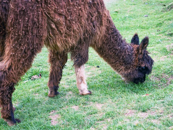Nahaufnahme Eines Lamas Das Cusco Weidet Peru — Stockfoto