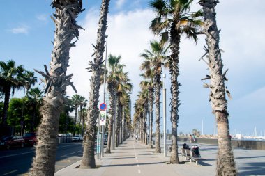 Palmiye ağaçları Barcelonate Beach Barcelona, İspanya
