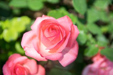 Gül çiçek çiçek yakın çekim