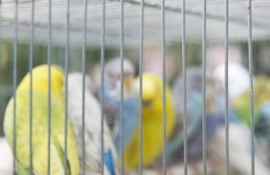 Satılık sergiye kafes içinde bulanıklık dekoratif kuşlar