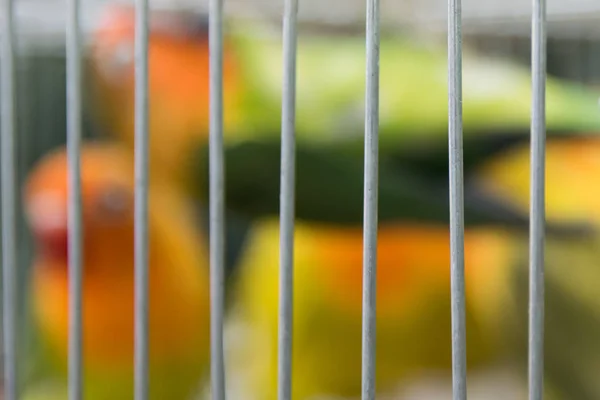 Borrão Pássaros Decorativos Gaiola Exposição Para Venda — Fotografia de Stock