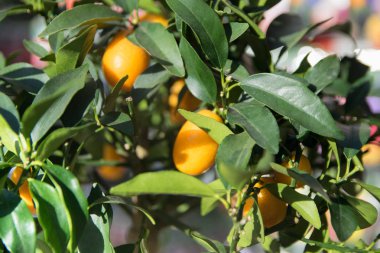 narenciye portakal ağacı büyümeye