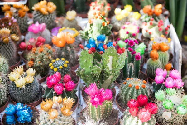 Zbliżenie Kwiatów Kaktusa — Zdjęcie stockowe