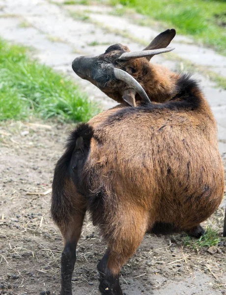 Een Jonge Geit Krabben Zelf Achter Een Oor Een Hoof — Stockfoto