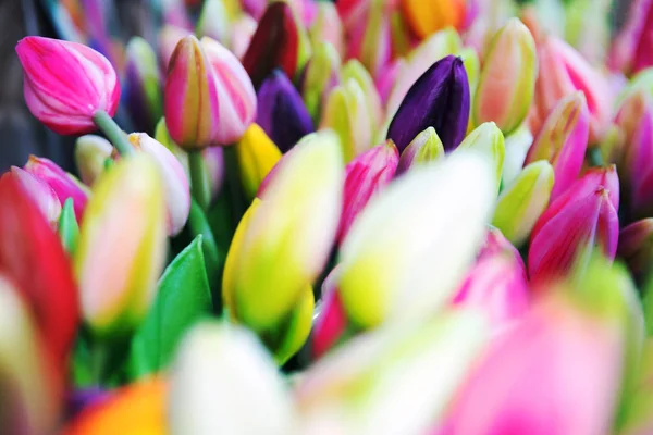 Beautiful Bouquet Tulips — Stock Photo, Image