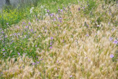 Mor kır çiçekleri alan