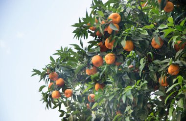 Portakal ağacı Roma, İtalya