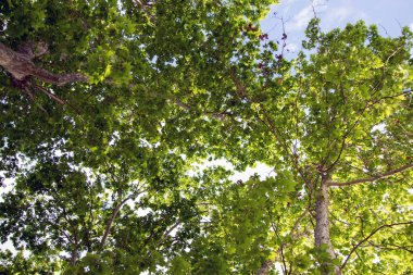 Güneş ışığı yeşil yaprakları ile ahşap