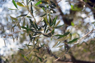 Zeytin ağaçları Bahçe, Akdeniz zeytin alan 