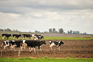Holstein sığır bir kırsal çiftlik