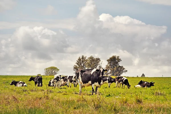 Holstein sığır bir kırsal çiftlik