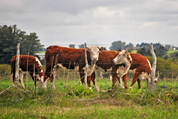 Při Pohledu Fotoaparát Farmě Dobytka Hereford — Stock fotografie